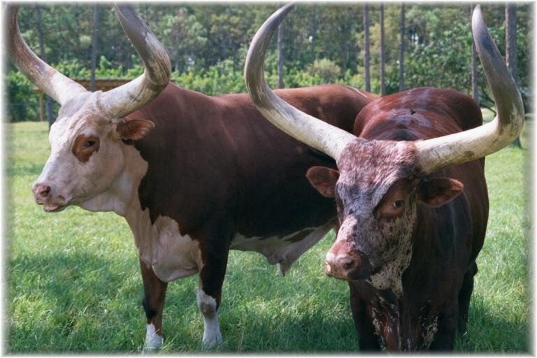 AFRICAN WATUSI CATTLE 0100